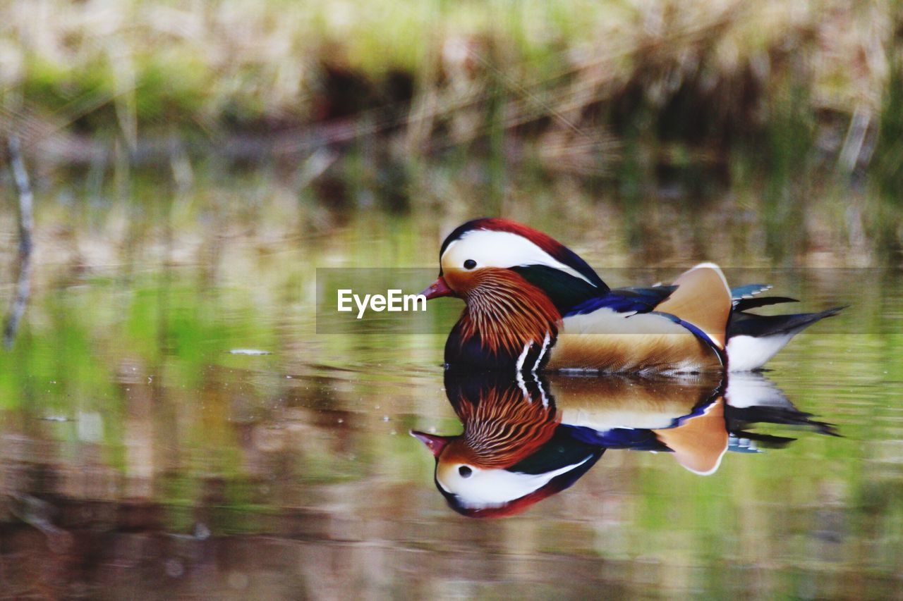 DUCKS SWIMMING IN LAKE