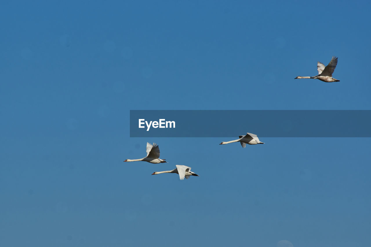 LOW ANGLE VIEW OF SEAGULLS FLYING IN THE SKY