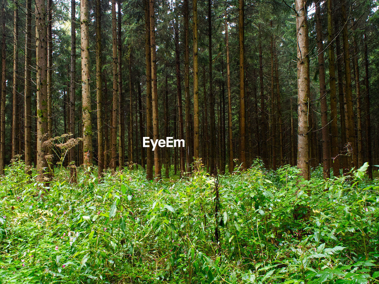 Pine trees in forest