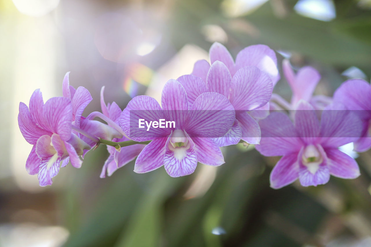Close-up of pink orchid flowering plant in nature