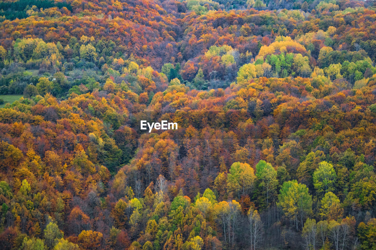 Trees in forest during autumn