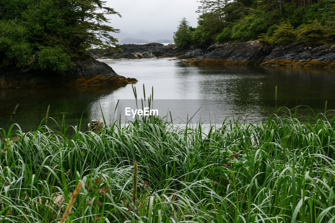 SCENIC VIEW OF LAKE WITH TREES IN BACKGROUND