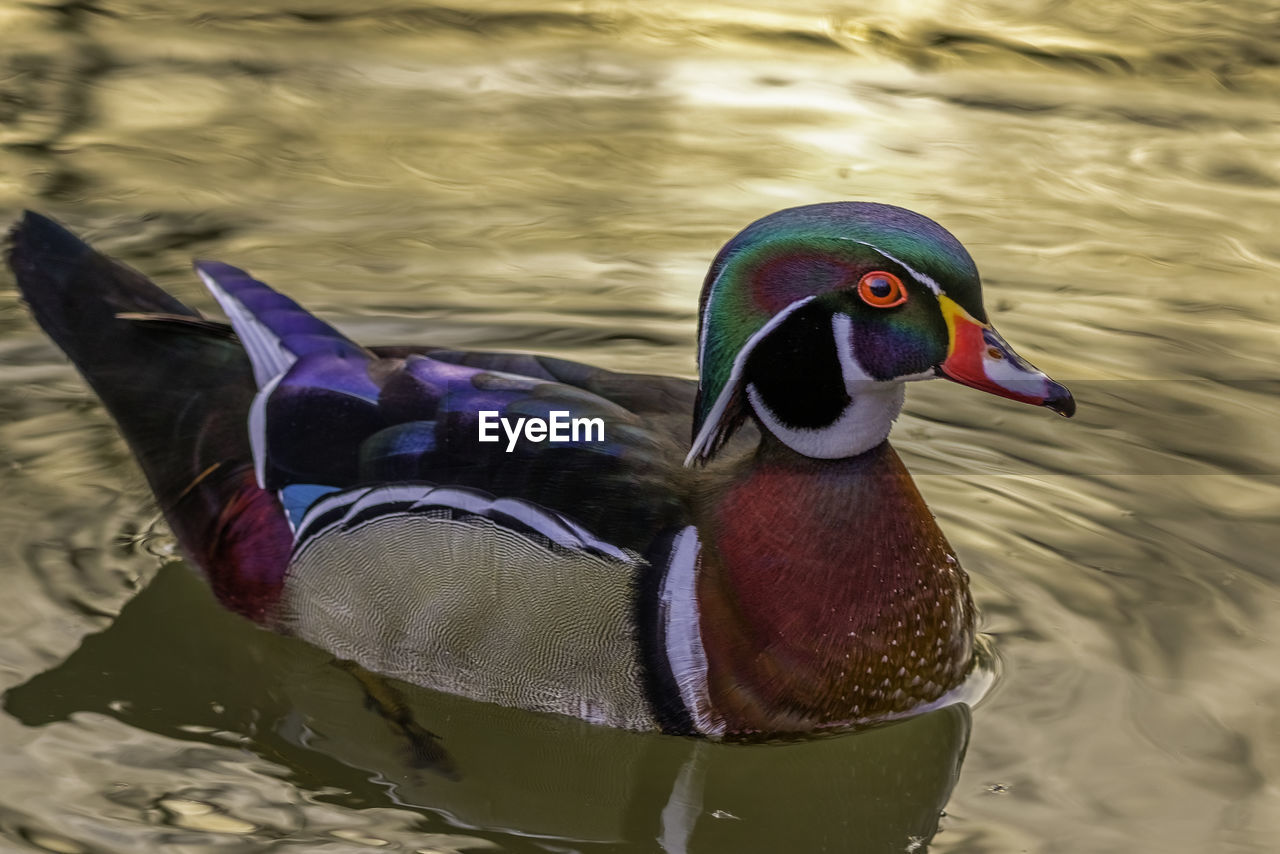 CLOSE-UP OF MALLARD DUCK SWIMMING IN LAKE