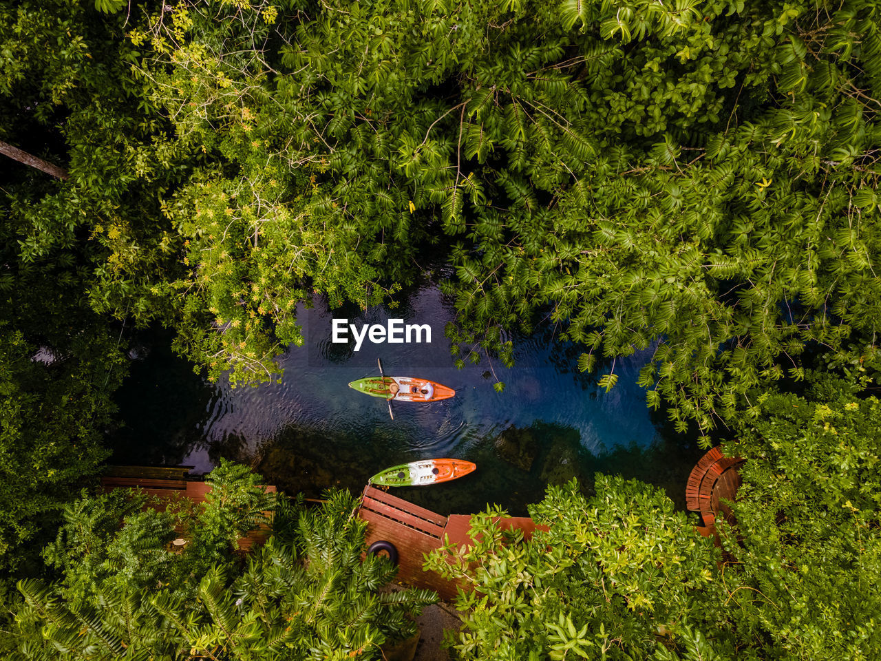 High angle view of trees in forest