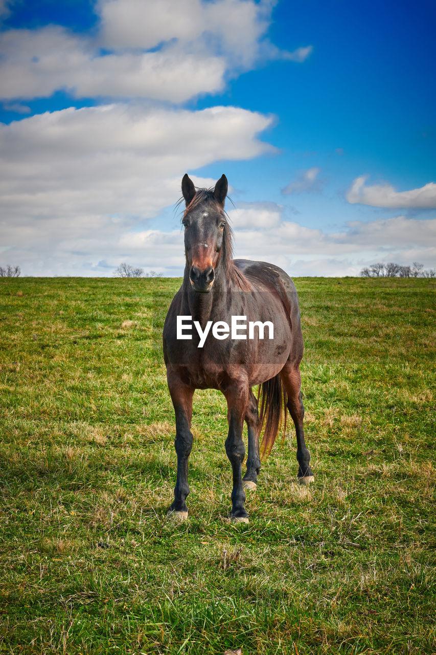 HORSE STANDING ON FIELD AGAINST SKY