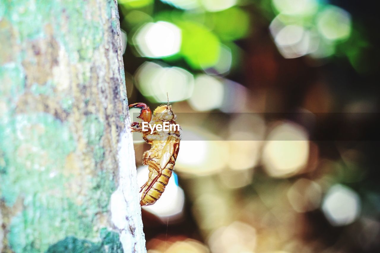 Cicada skin on tree trunk