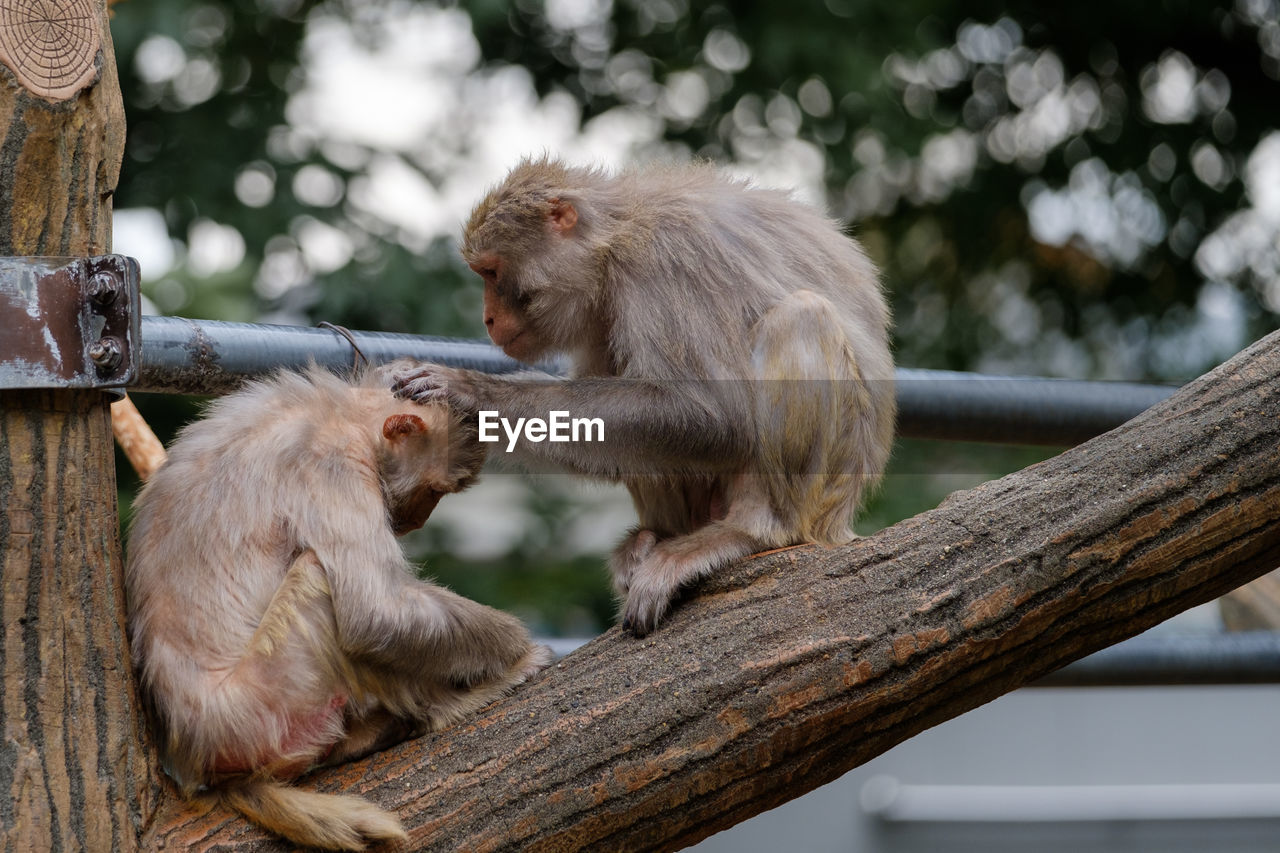 MONKEY SITTING ON TREE TRUNK