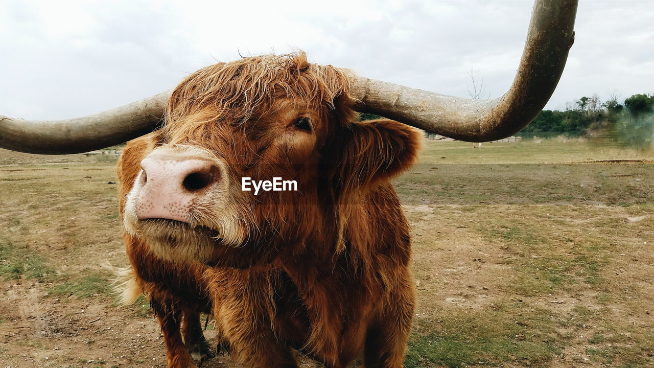 Highland cattle on field