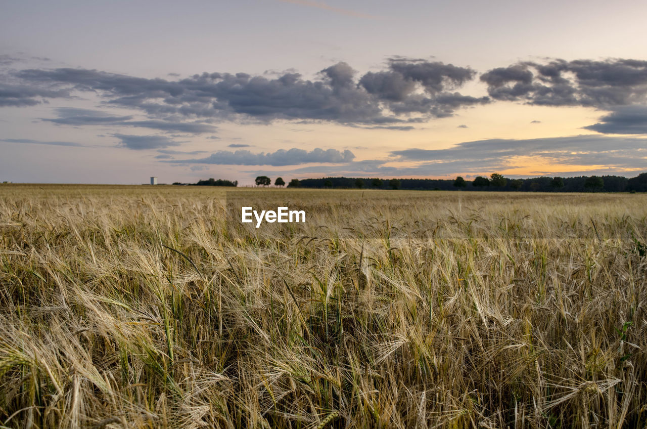 WHEAT FIELD AGAINST SKY