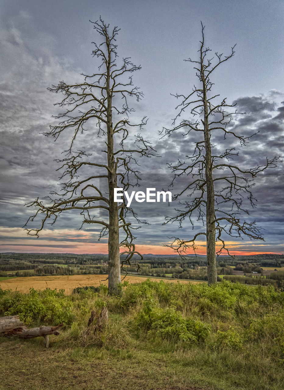 BARE TREES IN FIELD AGAINST SKY