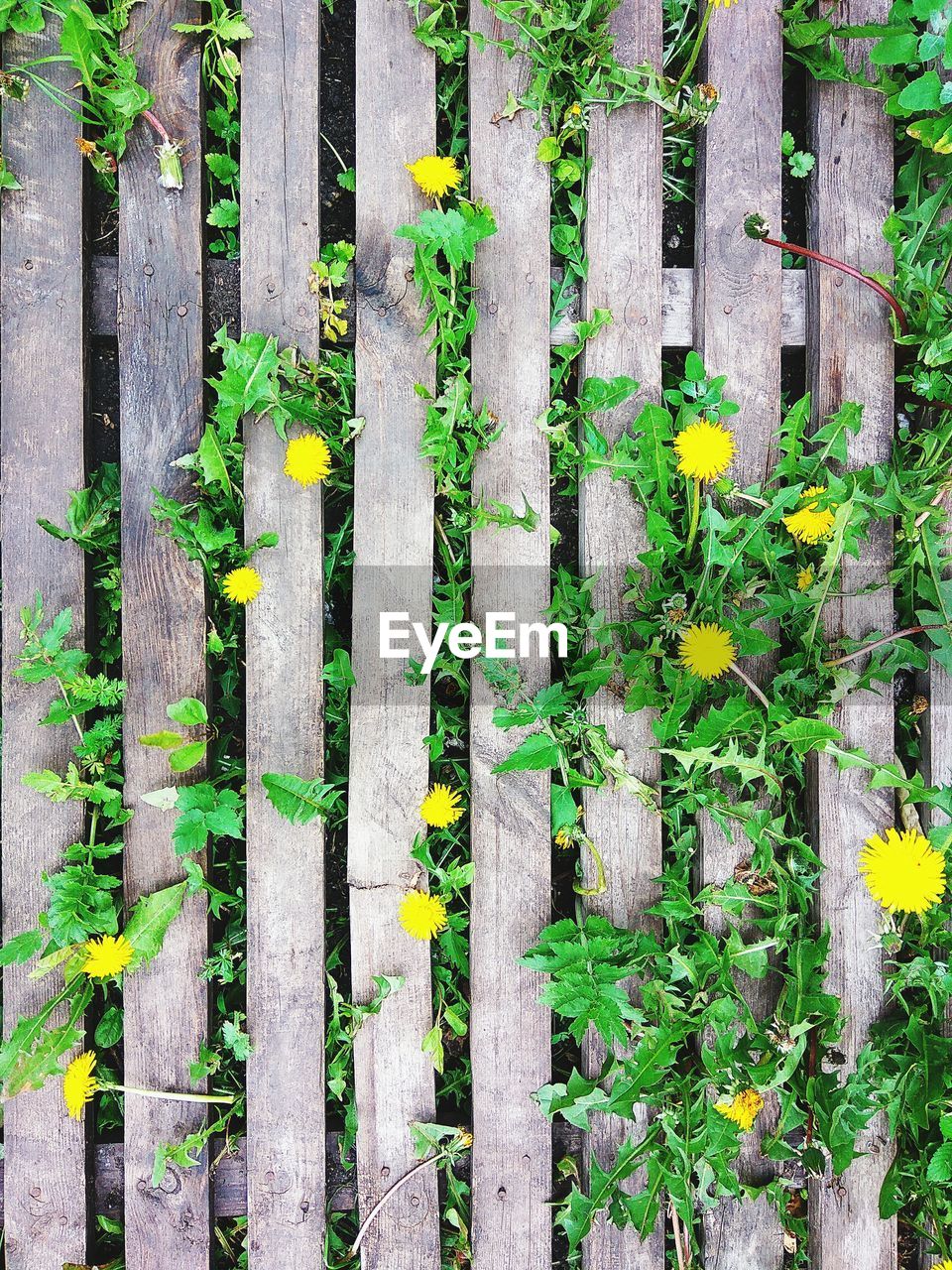 CLOSE-UP OF GREEN PLANTS