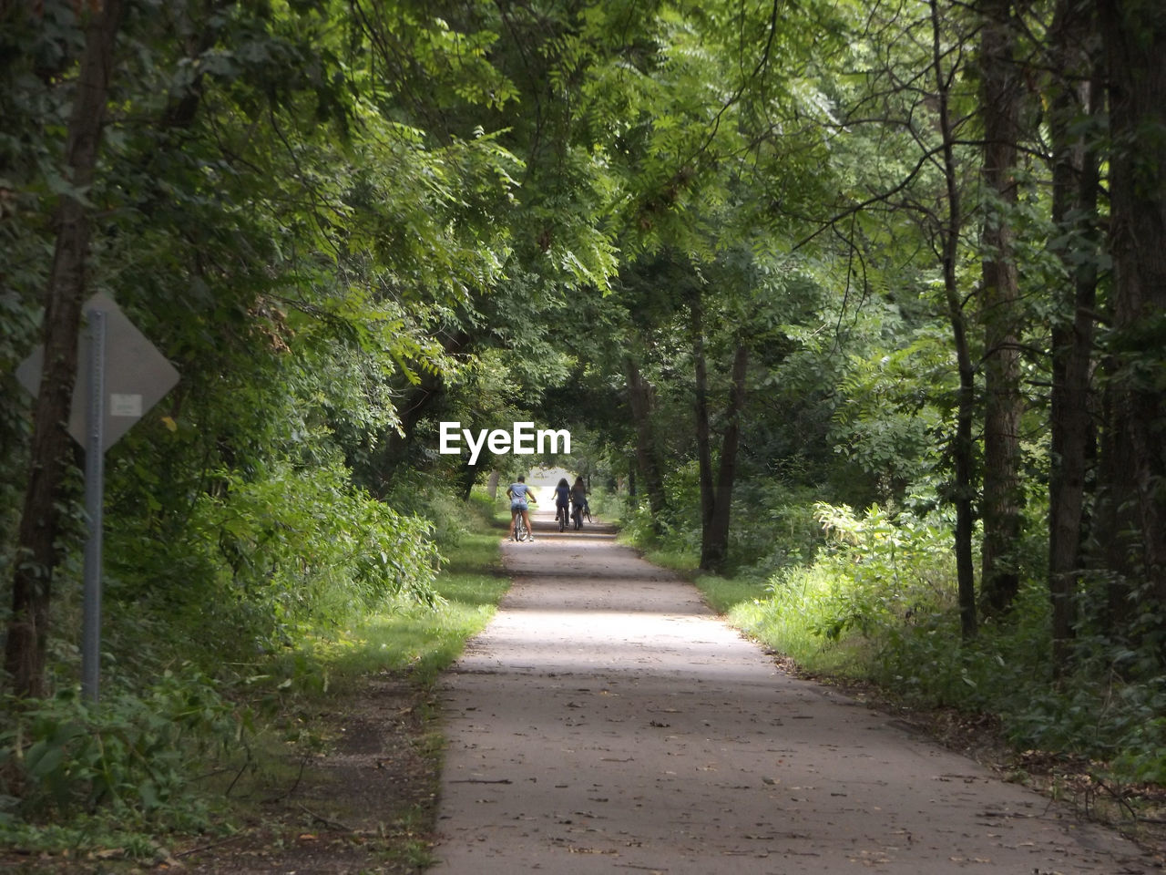 ROAD AMIDST TREES