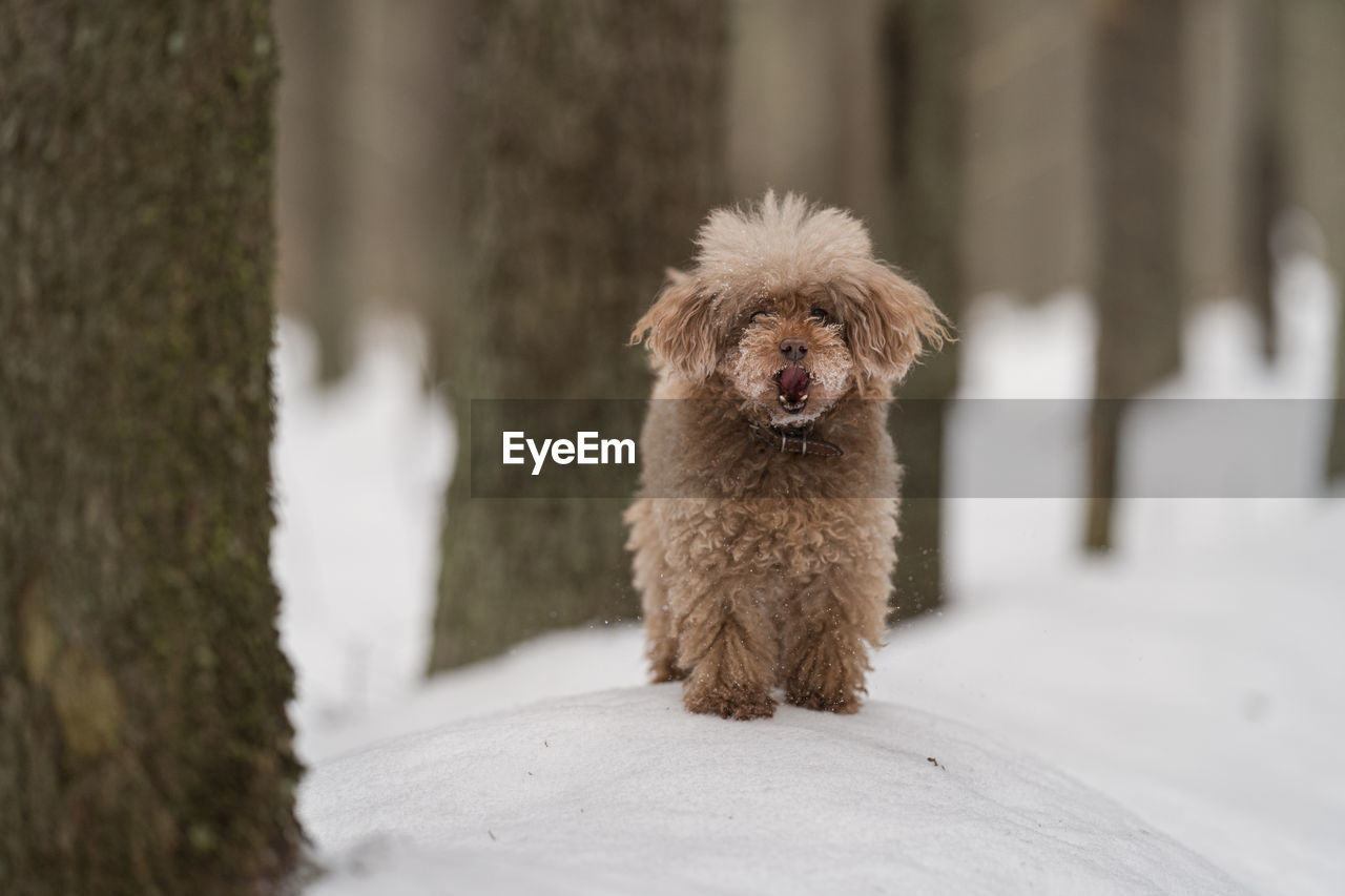 Toy poodle dog stands in the winter forest next to the fire tree with open mouth