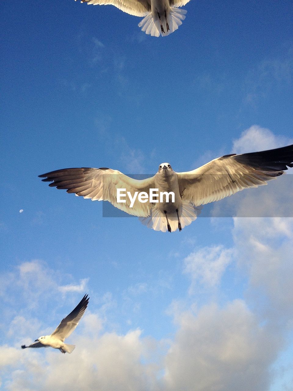 Low angle view of seagulls flying against sky