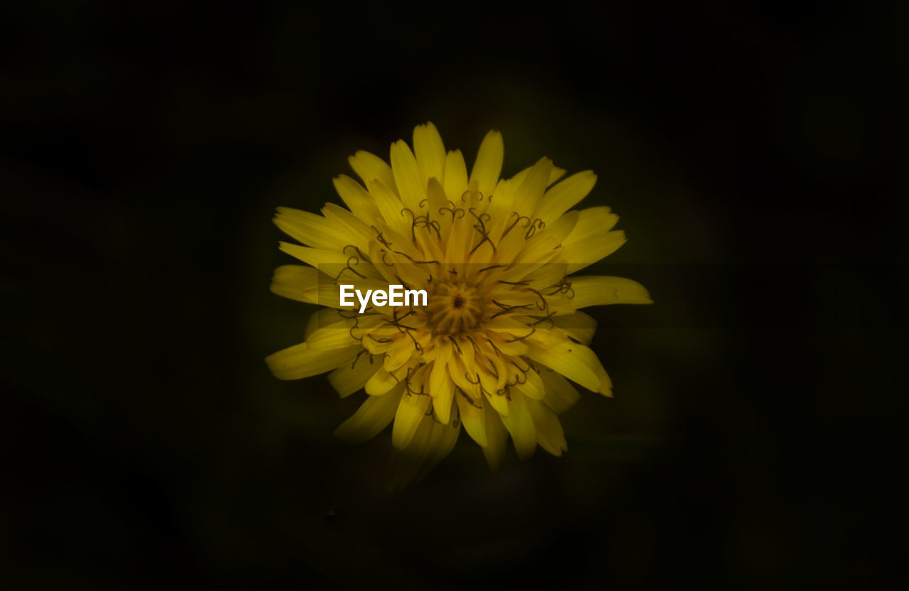 Close-up of yellow flower against black background