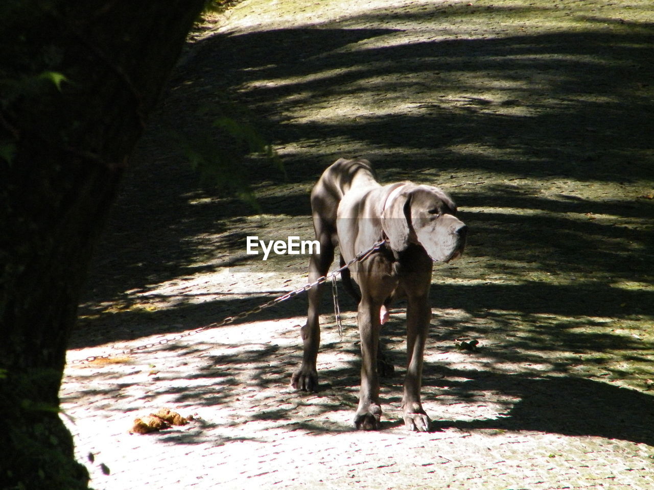 DOGS STANDING ON TREE