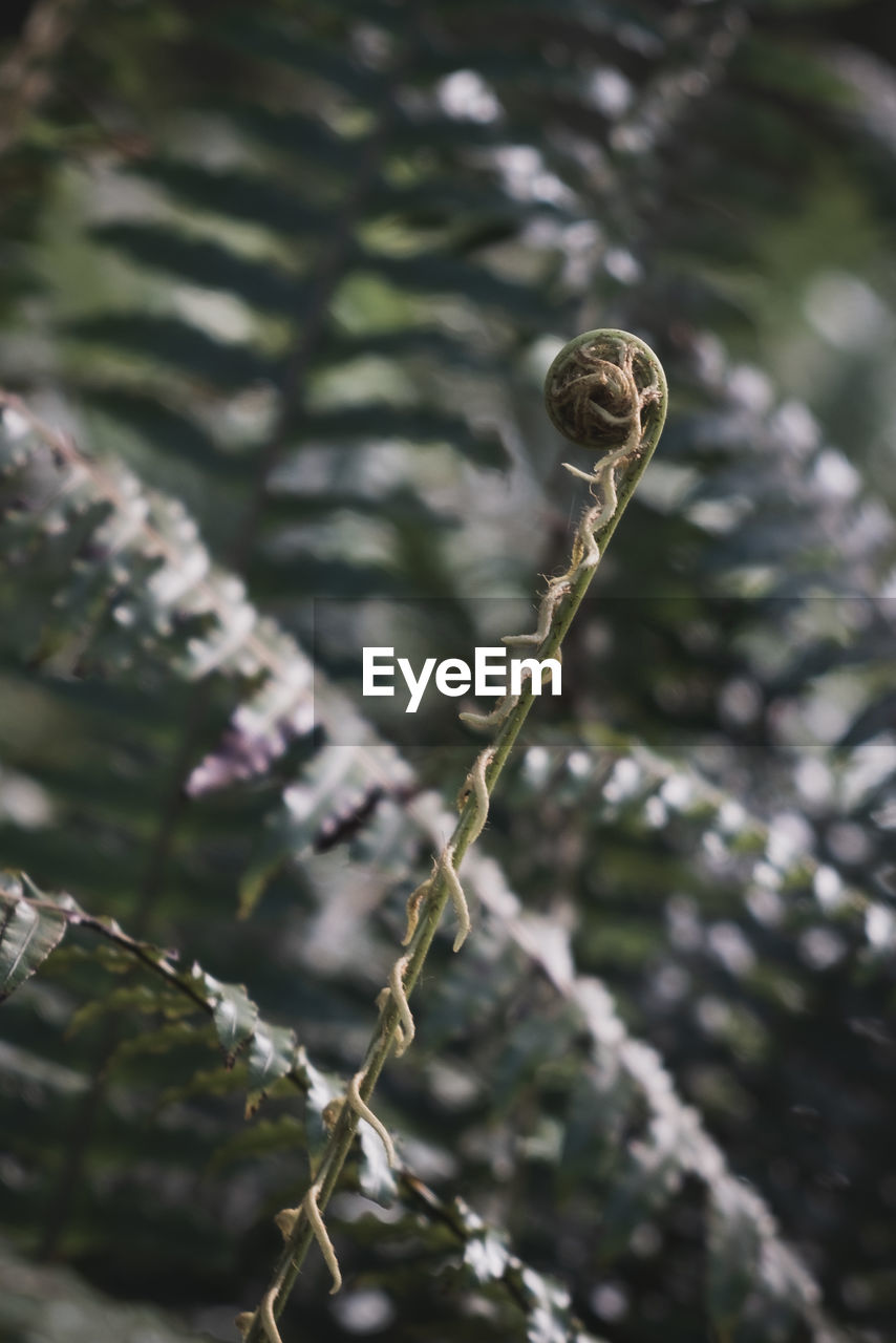 CLOSE-UP OF FERN
