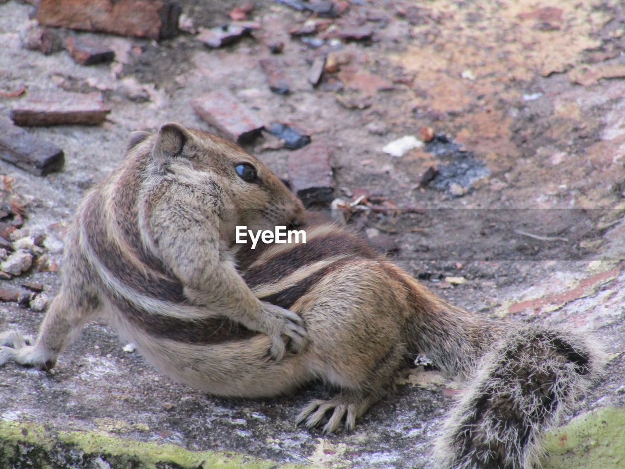 CLOSE-UP OF SQUIRREL ON ROCKS