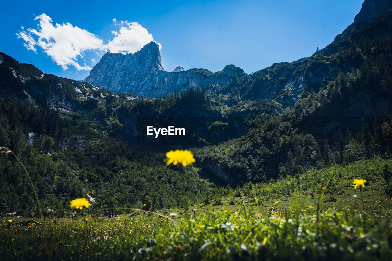 Plant dachstein