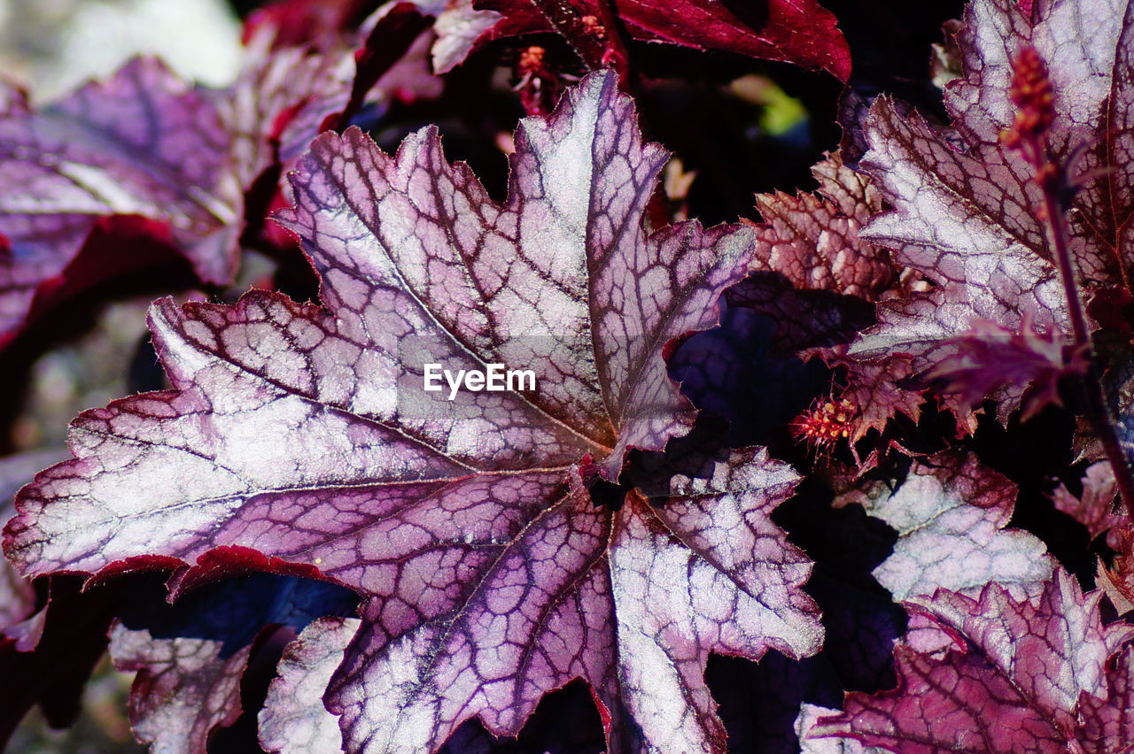 Close-up of autumnal leaves on plant