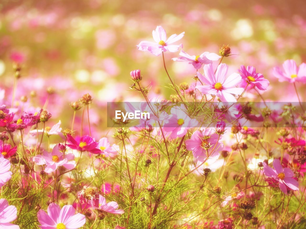 CLOSE-UP OF PINK COSMOS FLOWERS GROWING ON FIELD