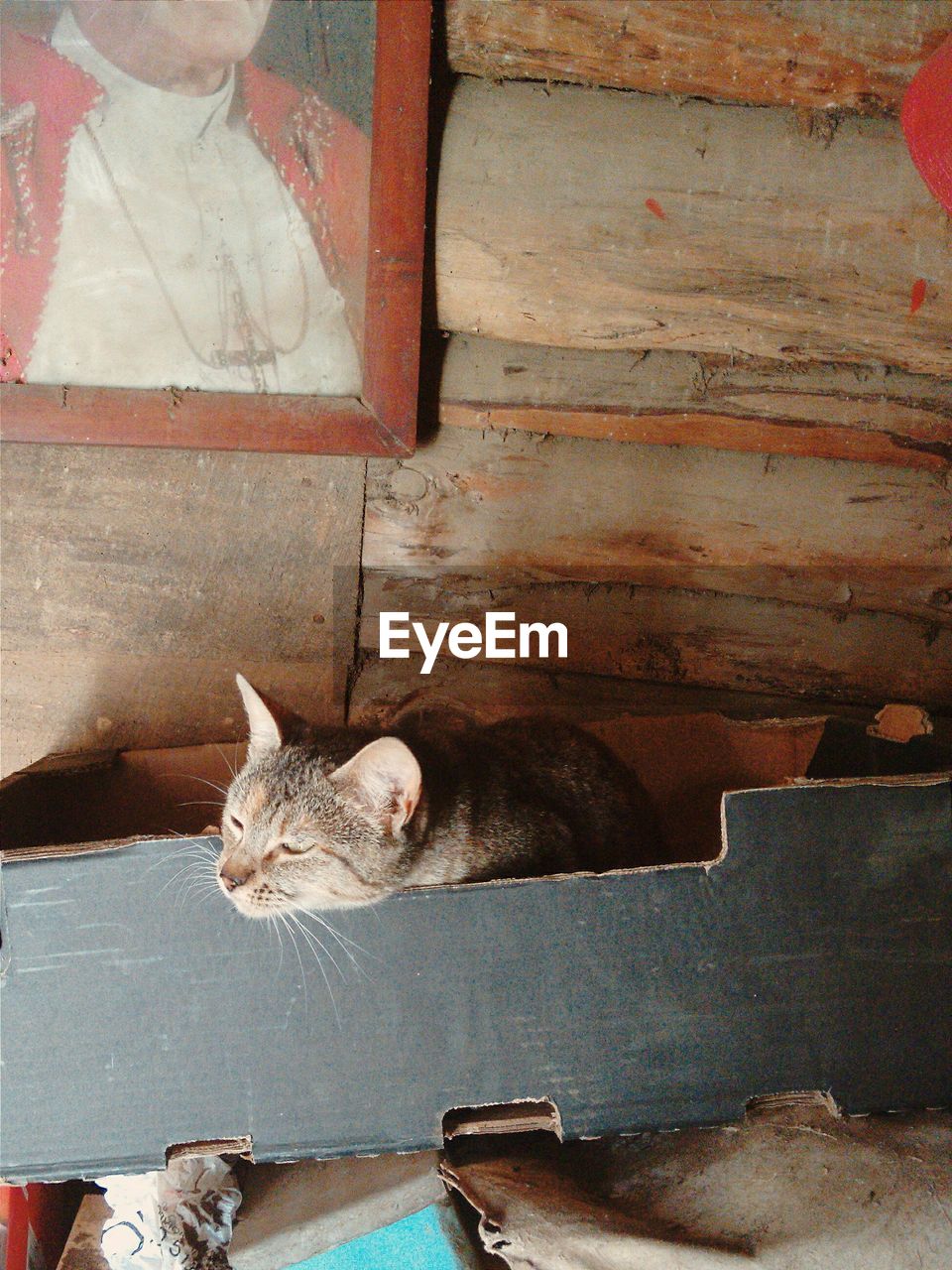 Cat resting on cardboard box against wall