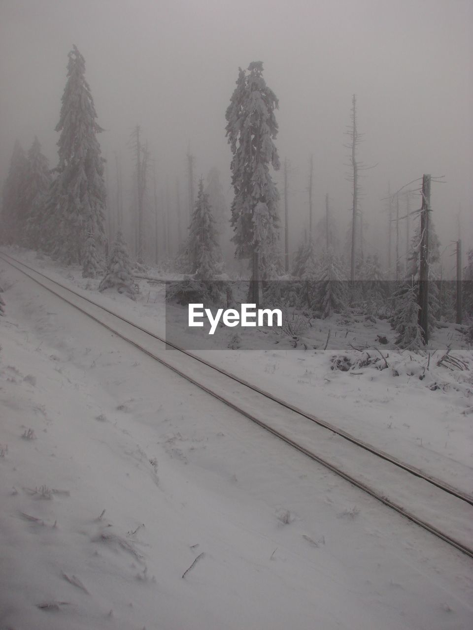 SNOW COVERED RAILROAD TRACK AMIDST TREES