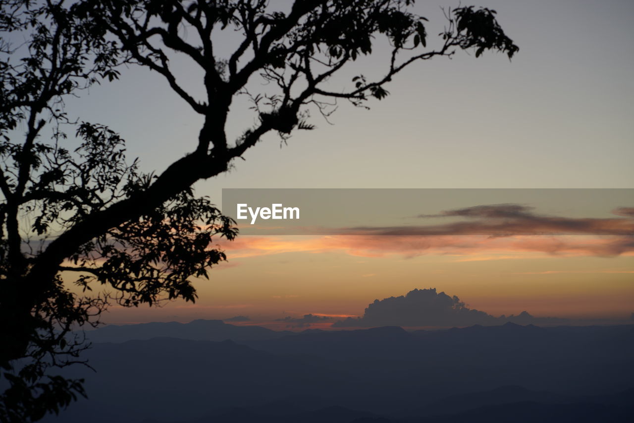 LOW ANGLE VIEW OF SILHOUETTE TREES AGAINST ORANGE SKY