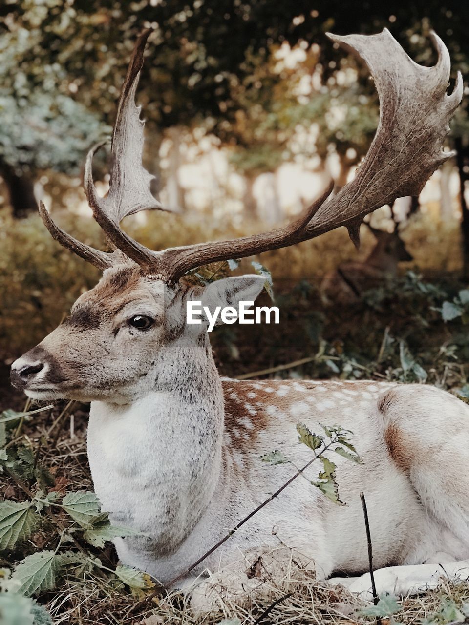 Close-up of deer on field