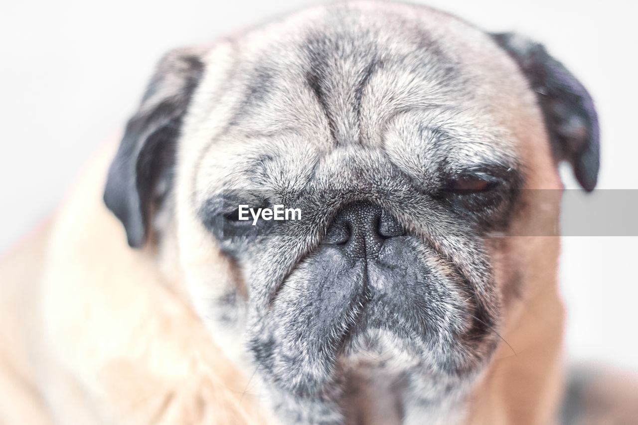 Cute pug try to sleep in sitting pose during the day.