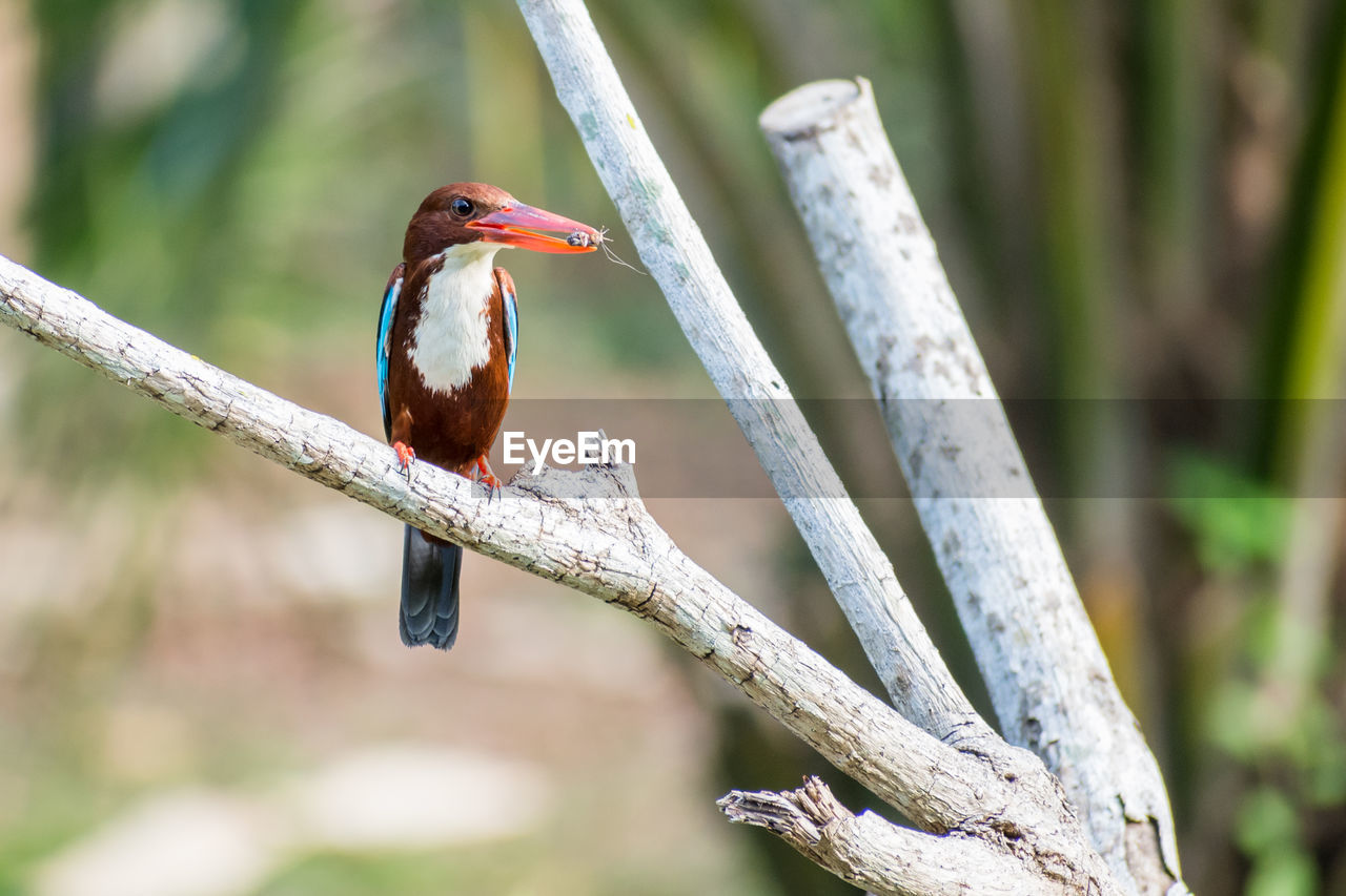 White-throated kingfisher eating