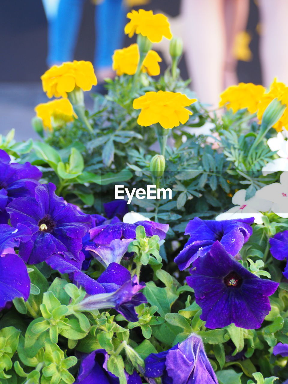 CLOSE-UP OF FRESH PURPLE FLOWERING PLANTS