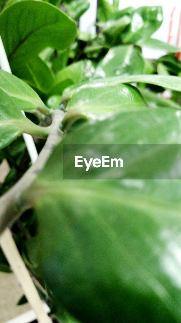 FULL FRAME SHOT OF GREEN LEAVES