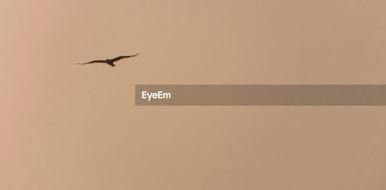 Low angle view of bird flying in clear sky