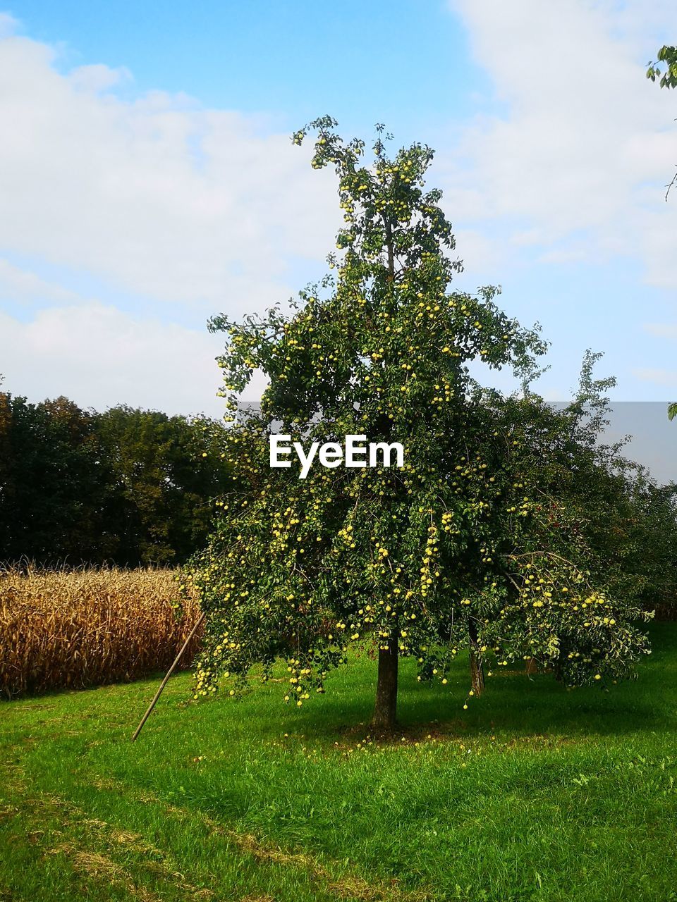 TREES GROWING IN FARM AGAINST SKY