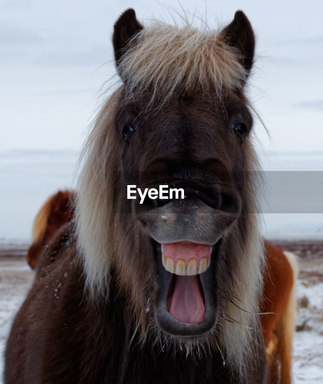 Portrait of an iceland horse