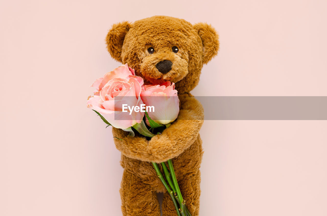 Brown teddy bear holding pink roses for valentine's day on pink background.