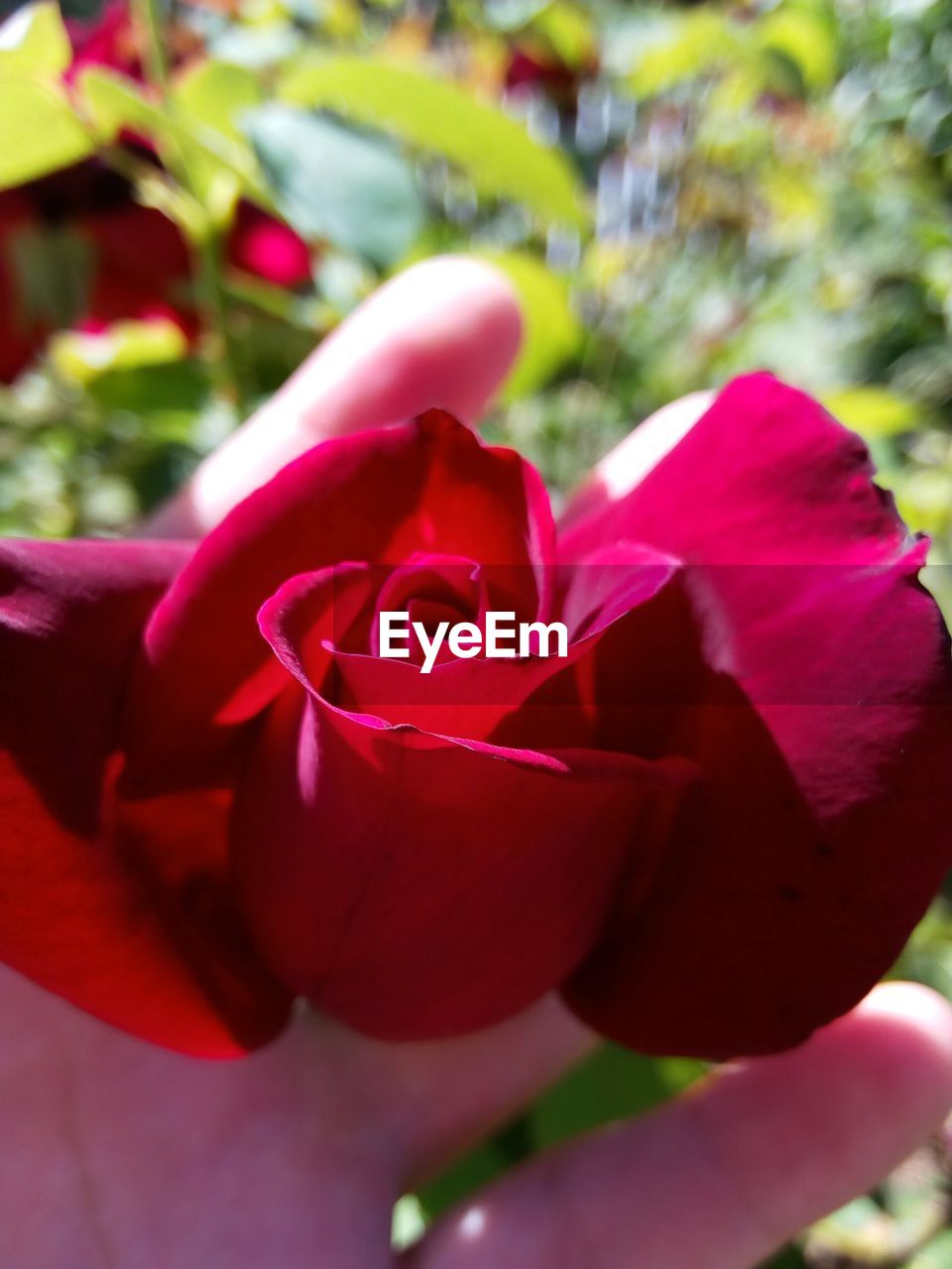 CLOSE-UP OF PINK ROSE BLOOMING OUTDOORS