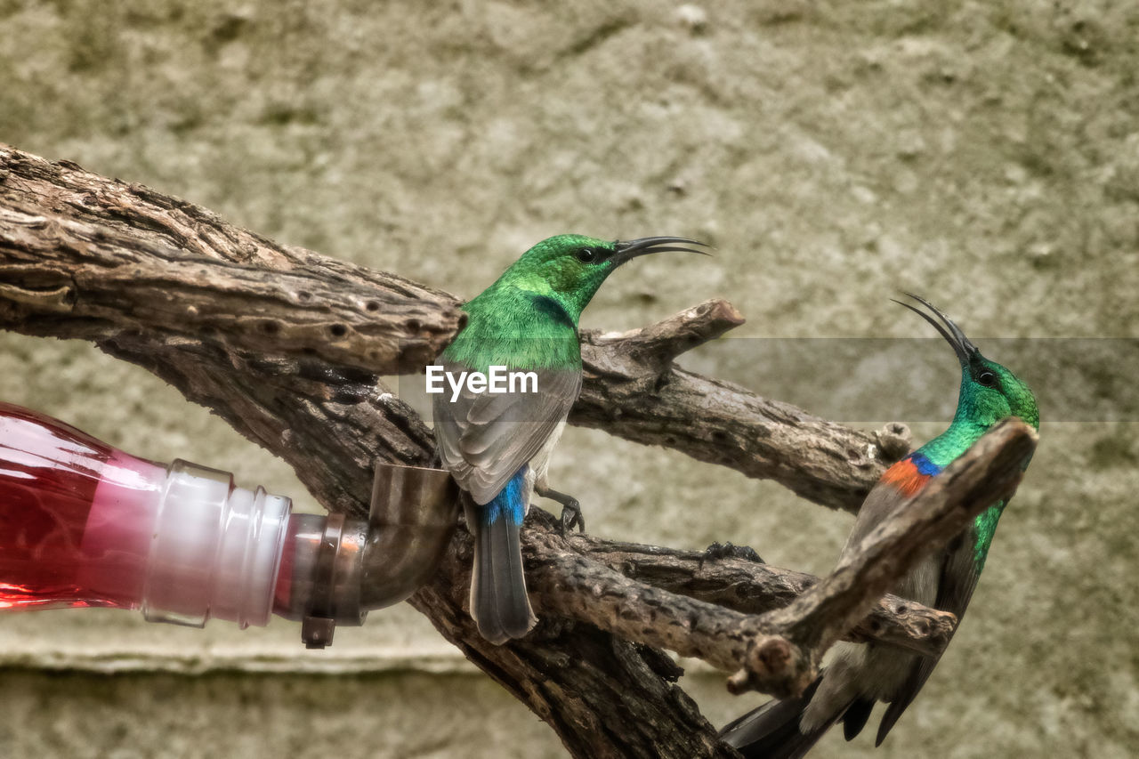 Sunbirds perching on branch against wall