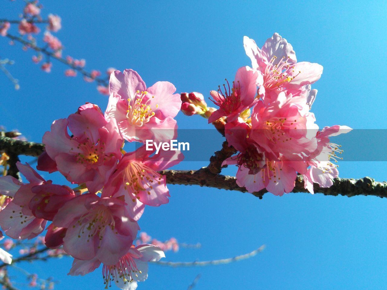 Low angle view of pink flowers growing on tree during springtime