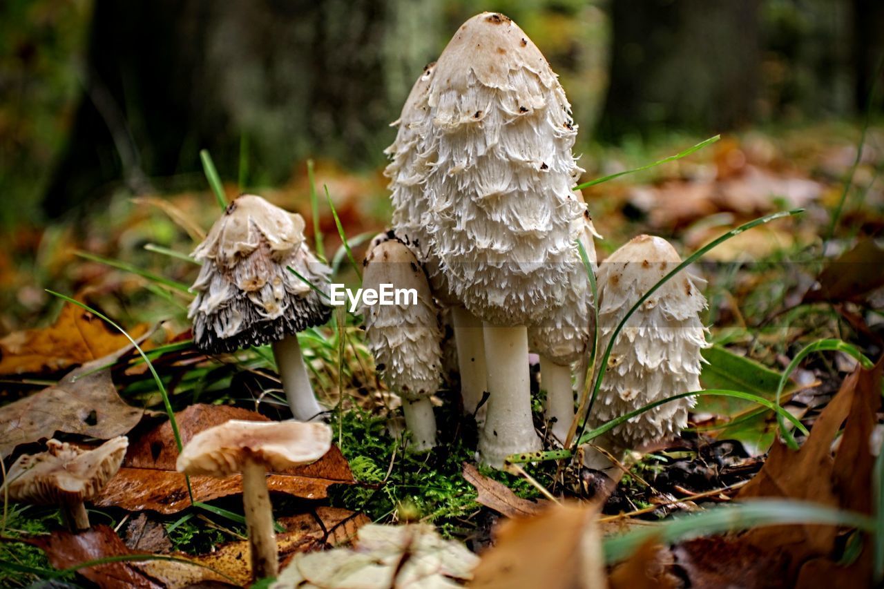 CLOSE-UP OF MUSHROOMS ON FIELD