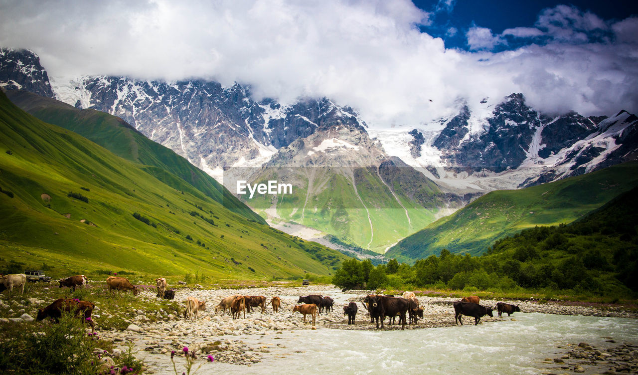 PANORAMIC VIEW OF HORSES ON MOUNTAIN