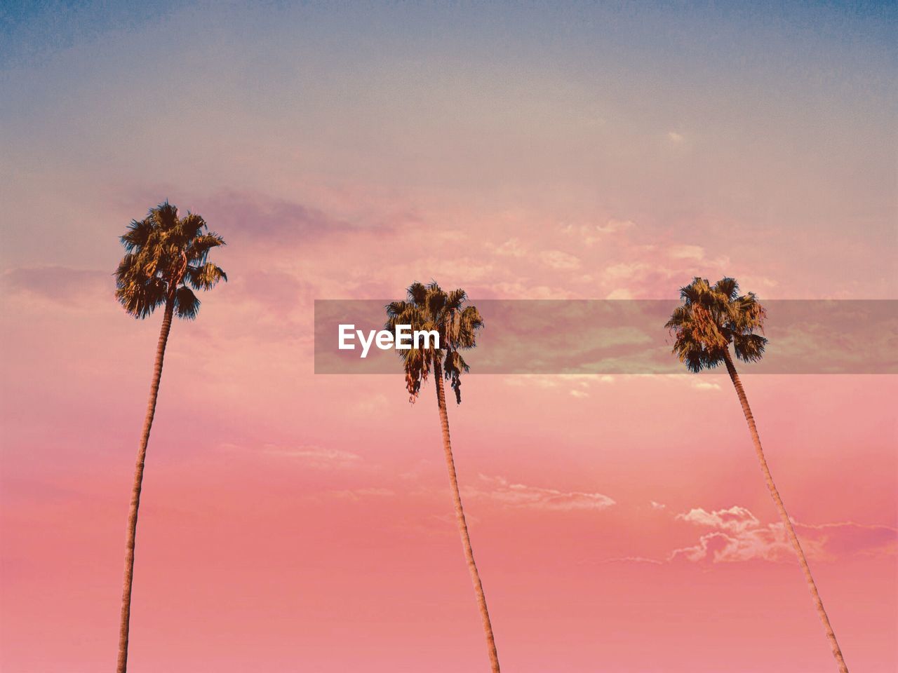 Low angle view of palm trees against sky