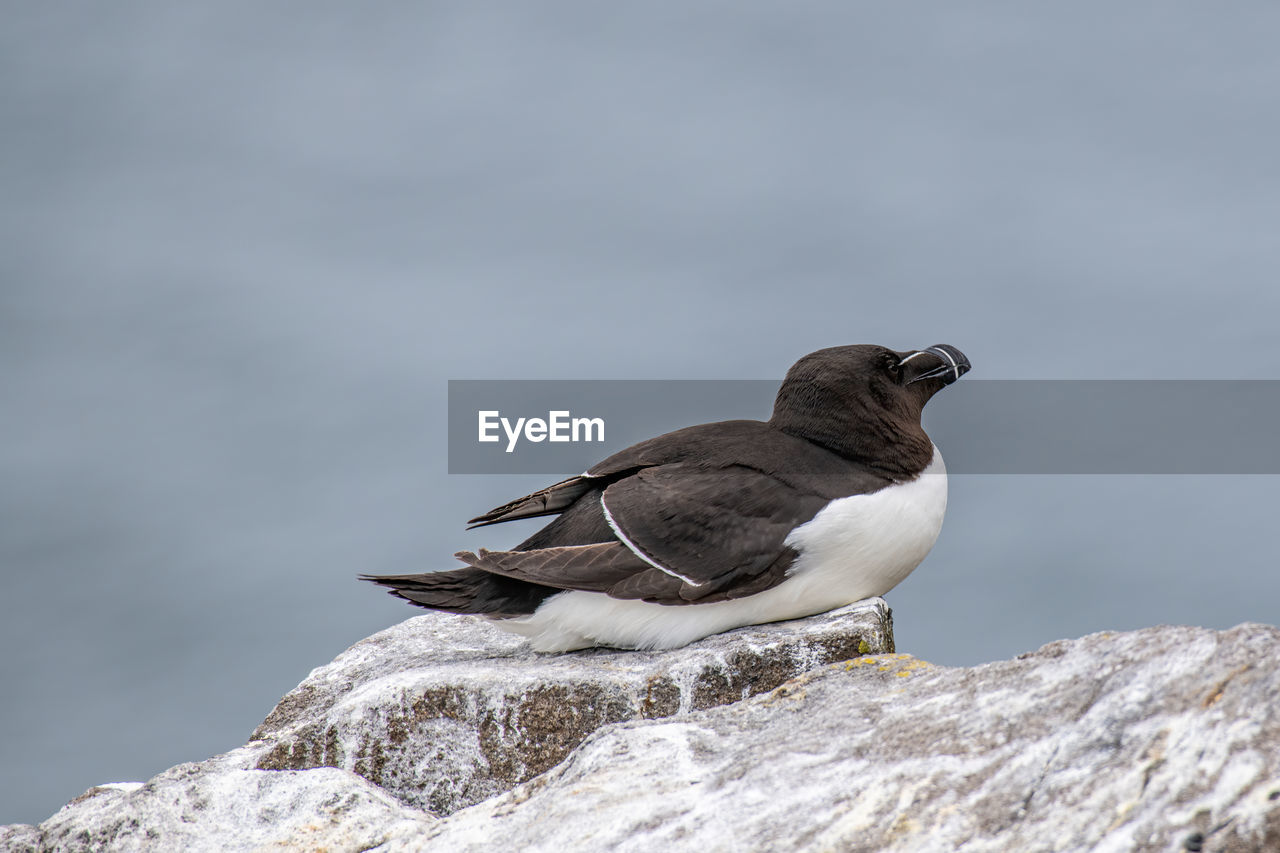 CLOSE-UP OF A BIRD PERCHING ON ROCK