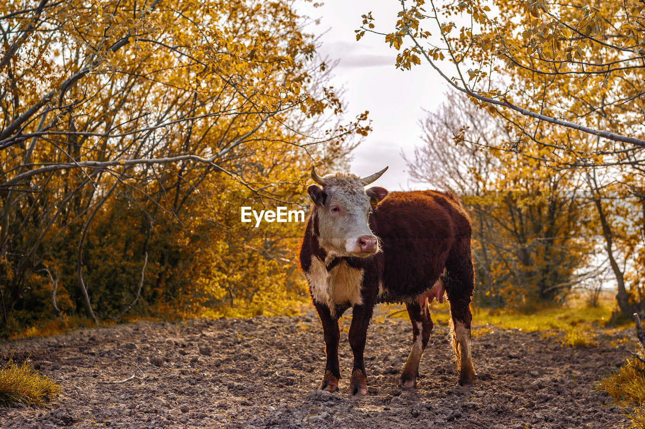 Cow in forest