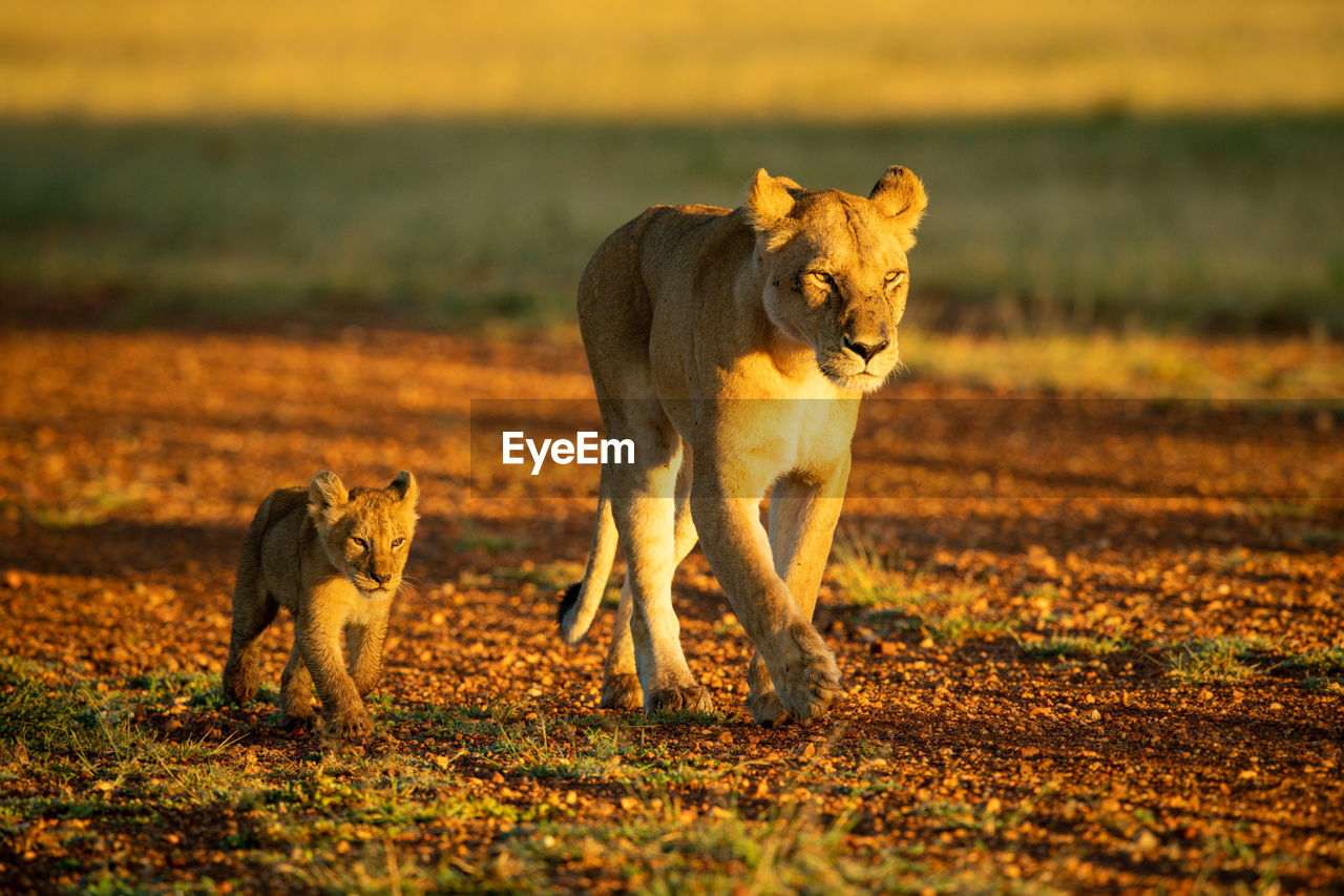 Lioness and cub cross airstrip at dawn