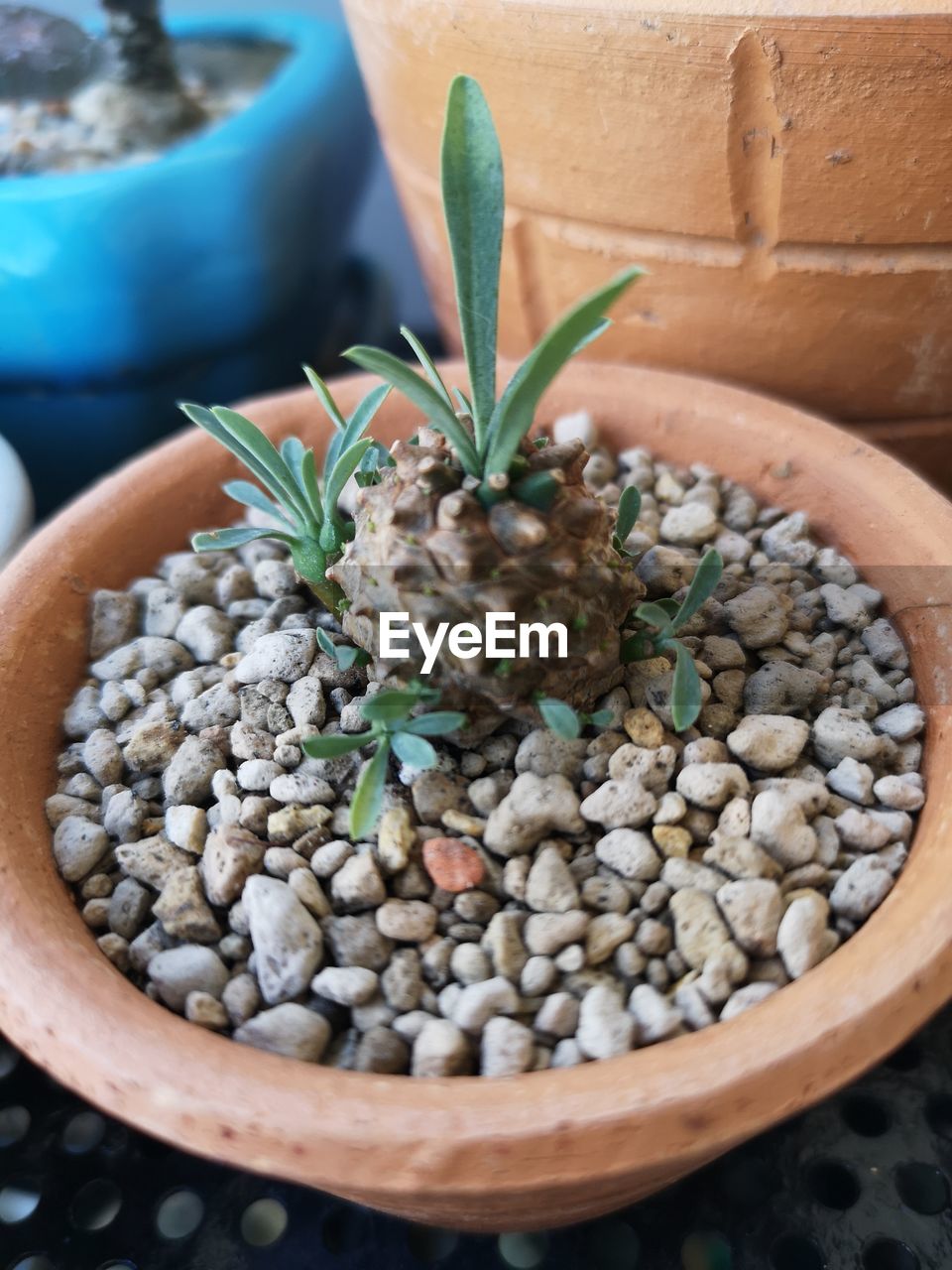 HIGH ANGLE VIEW OF POTTED PLANT IN POT