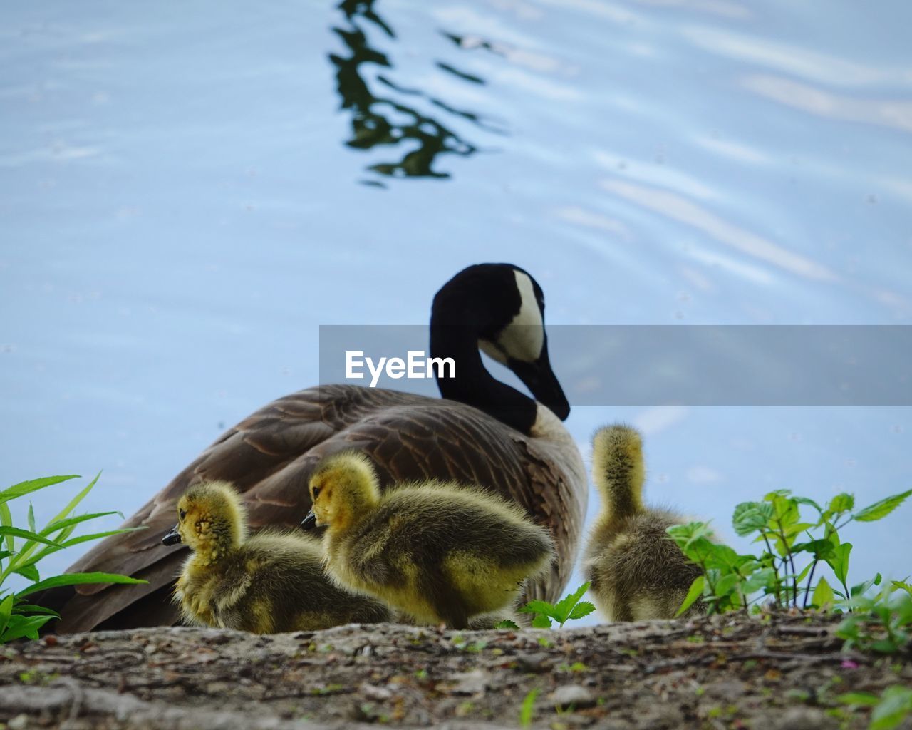 Mother canada goose with goslings