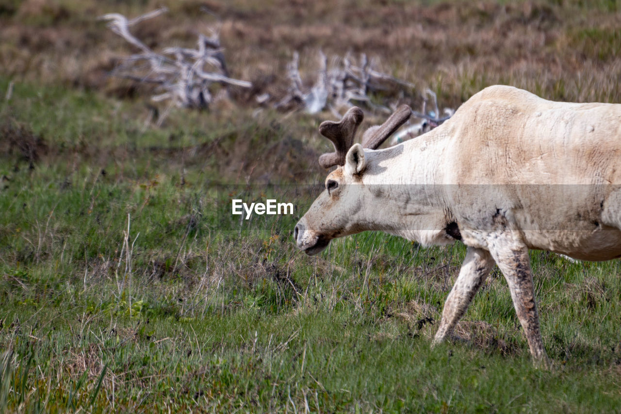 animal, animal themes, mammal, animal wildlife, wildlife, deer, grass, one animal, plant, no people, side view, nature, domestic animals, grassland, field, land, outdoors, day, horn, livestock, prairie, full length, grazing
