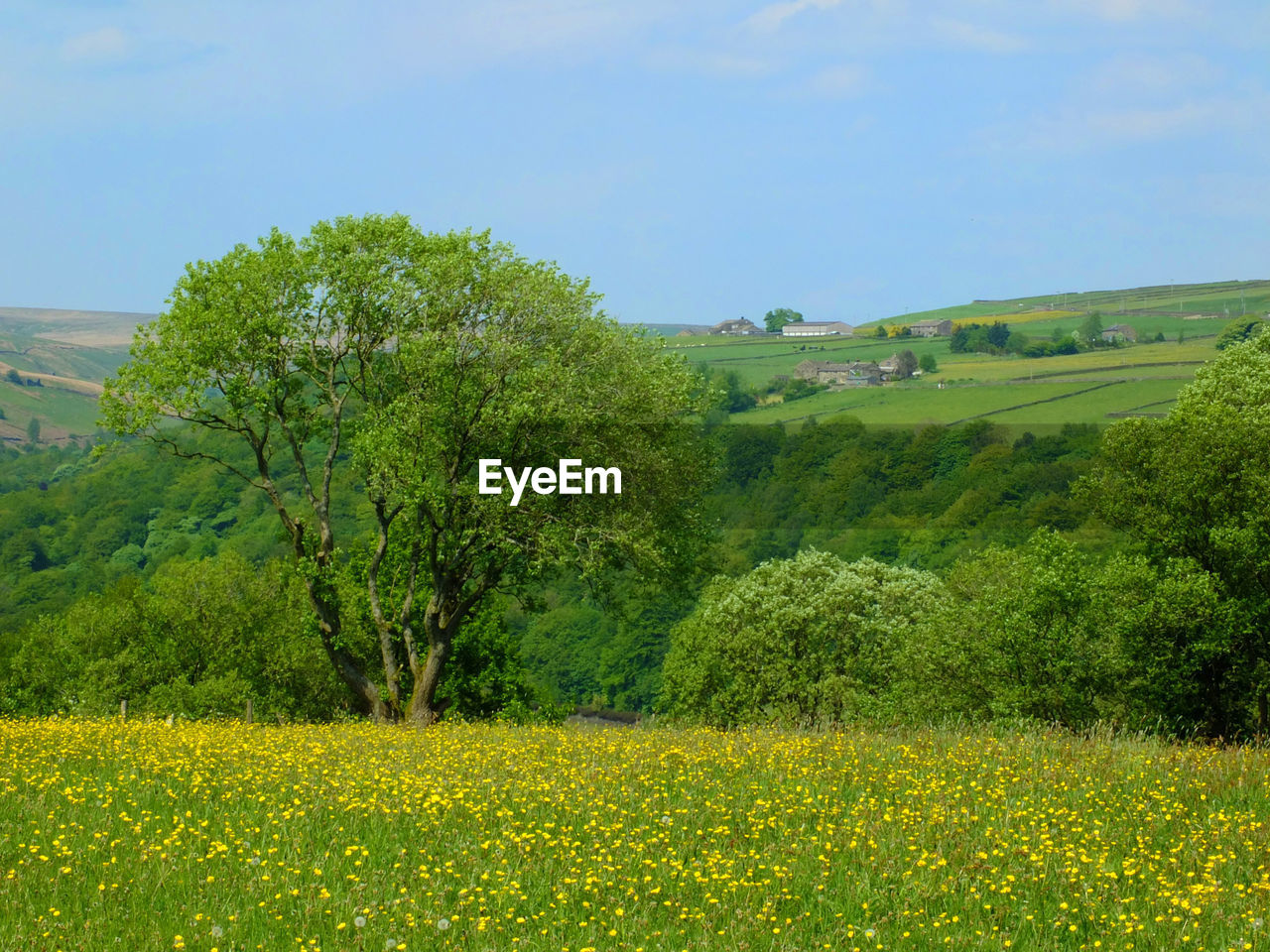 SCENIC VIEW OF FIELD AGAINST TREES